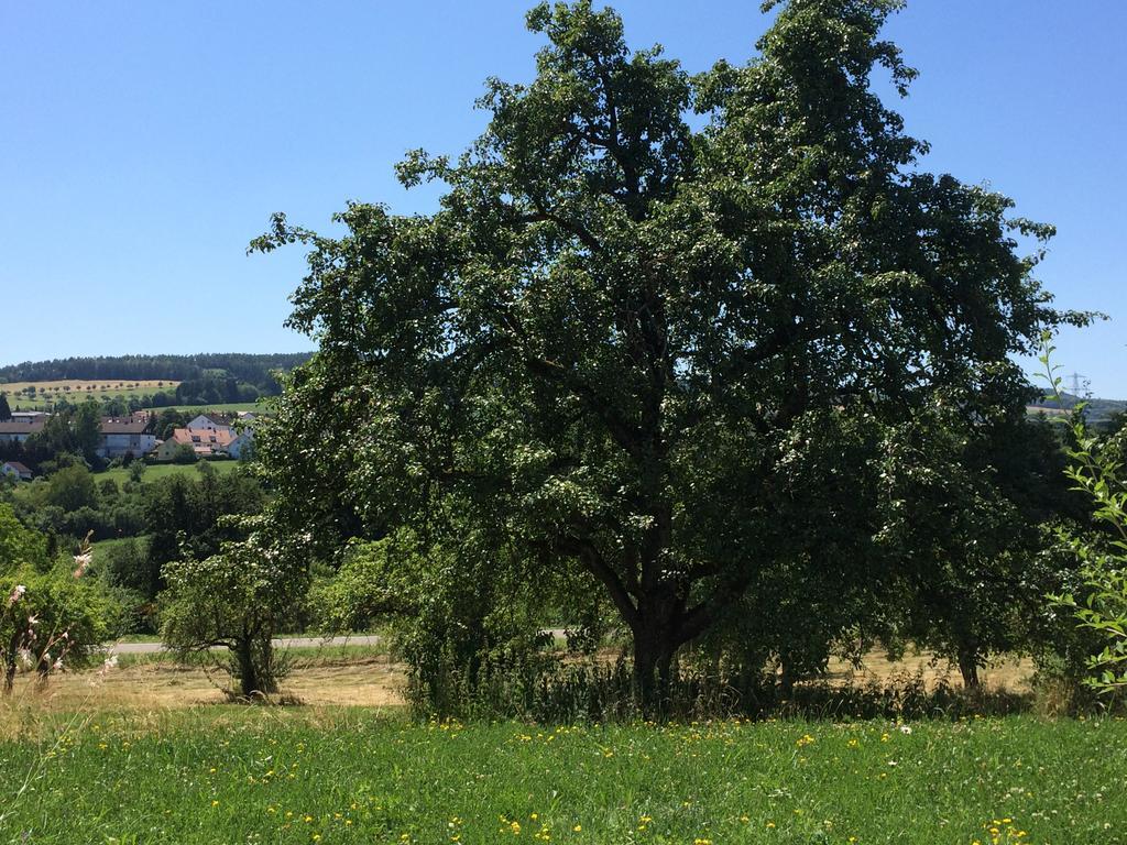 Hewen Apartments Engen Zewnętrze zdjęcie